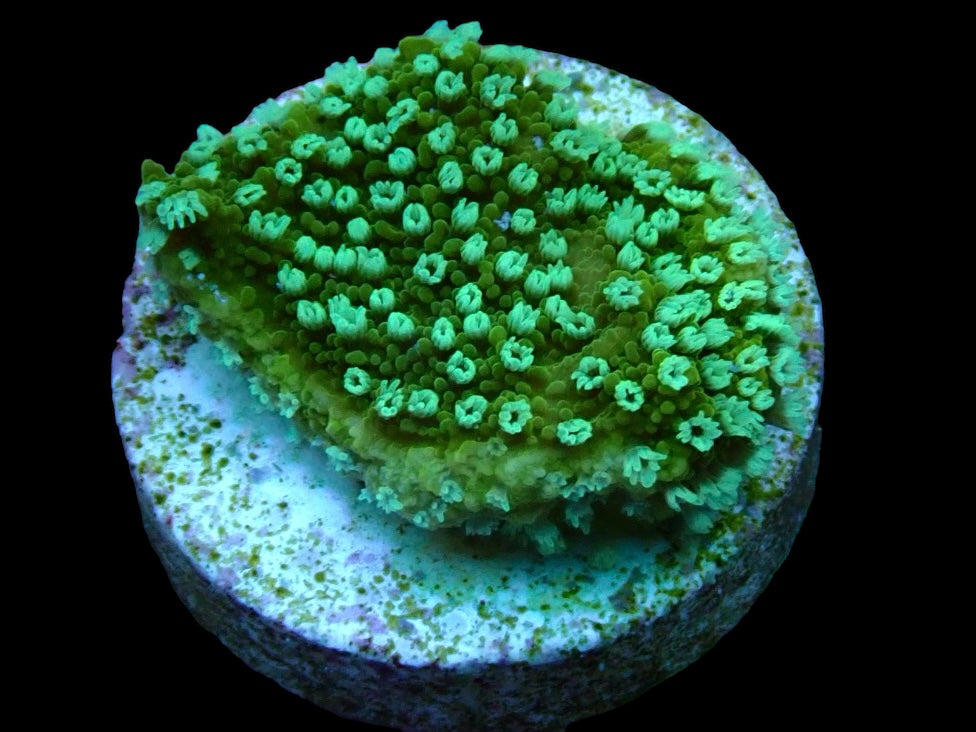 Green Pepper frag 1