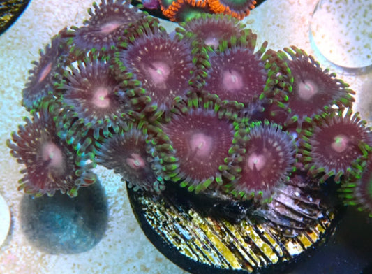 Assorted zoa frag 10