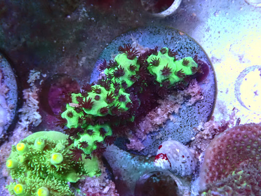 SPS frags 23