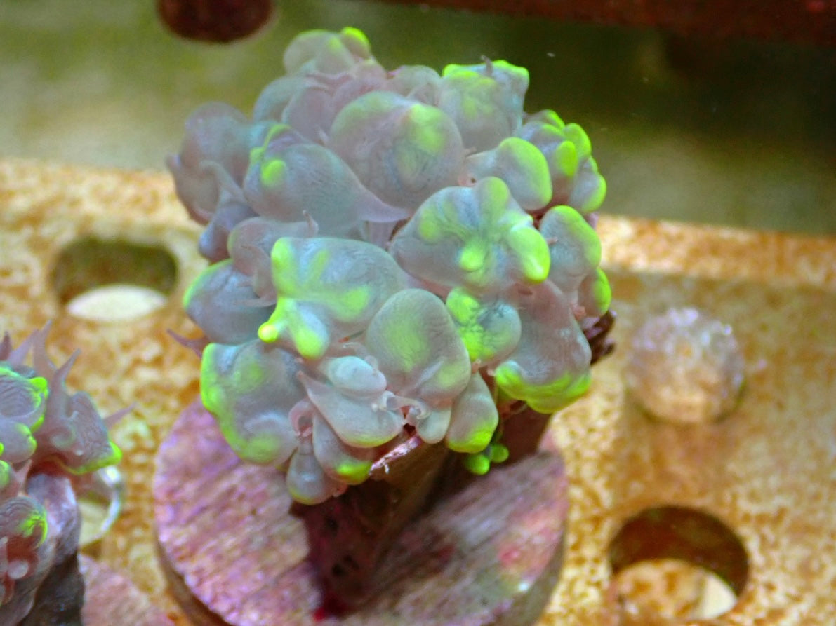 Plerogyra sinuosa Bubble Coral frag 1