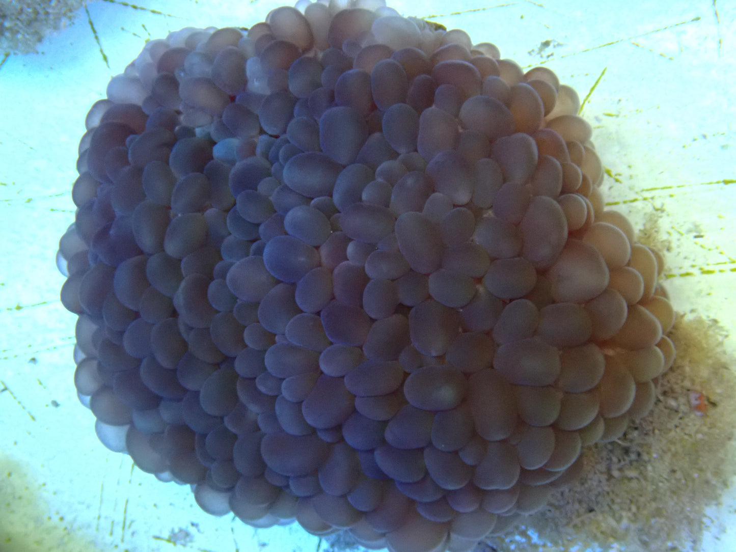 Physogyra sp. Small Bubble polyp Coral