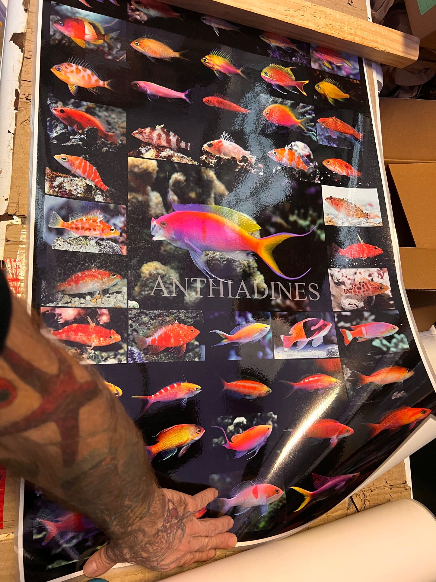 Reef Posters Laminated