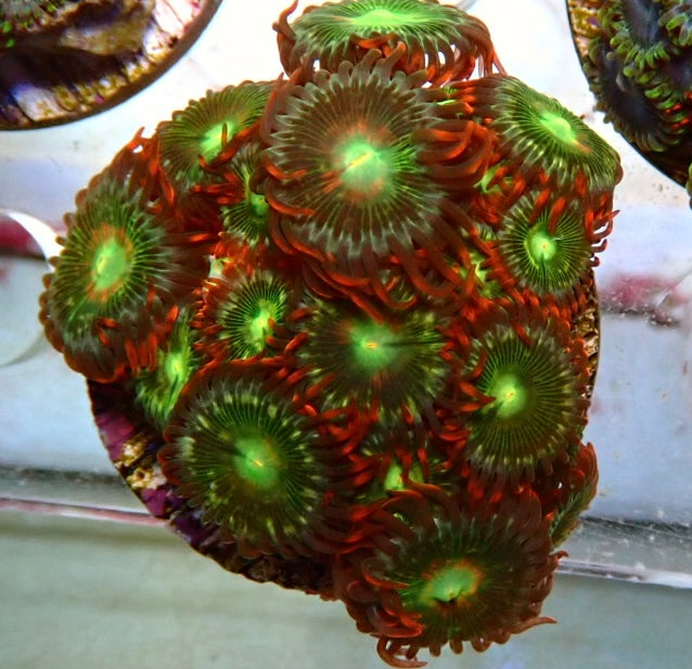 Assorted zoa frag 25