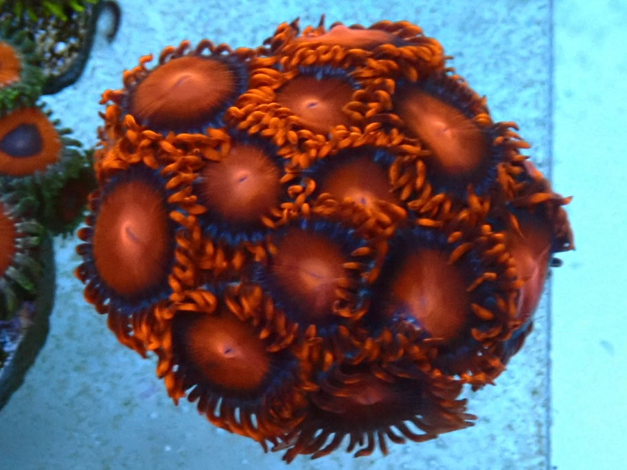 High end zoa frag red bam bam