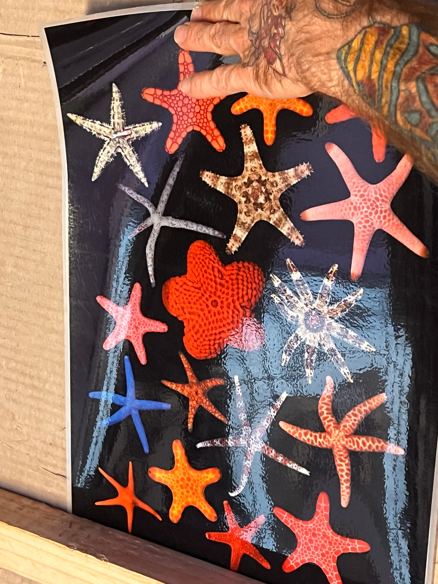 Reef Posters Laminated