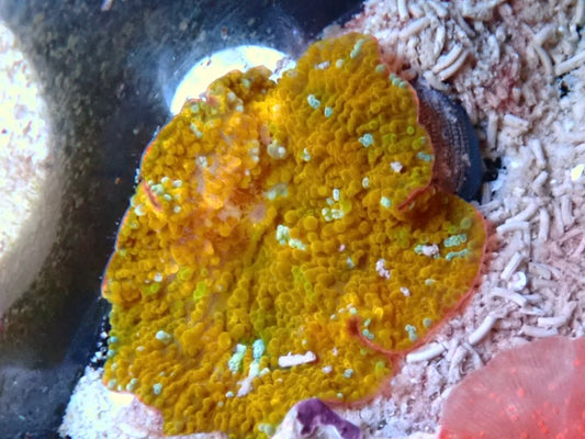 Ultra gold Corallimorph per polyp