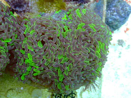 NT Parancora 1 WYSIWYG