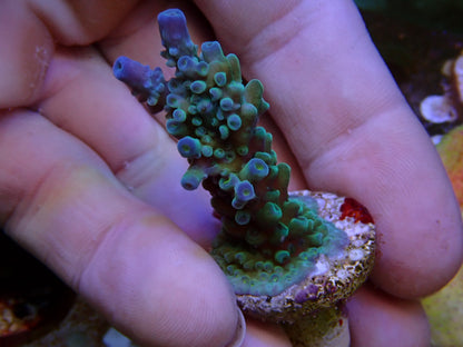 Blue Tip Teal Stag