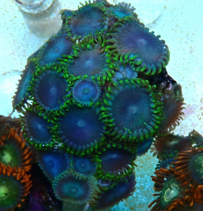 Assorted zoa frag 1