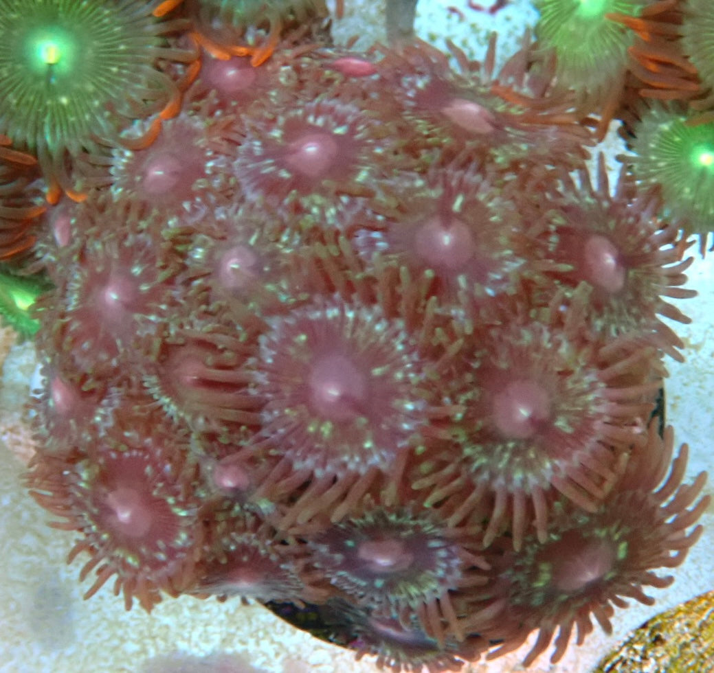 Assorted zoa frag 2