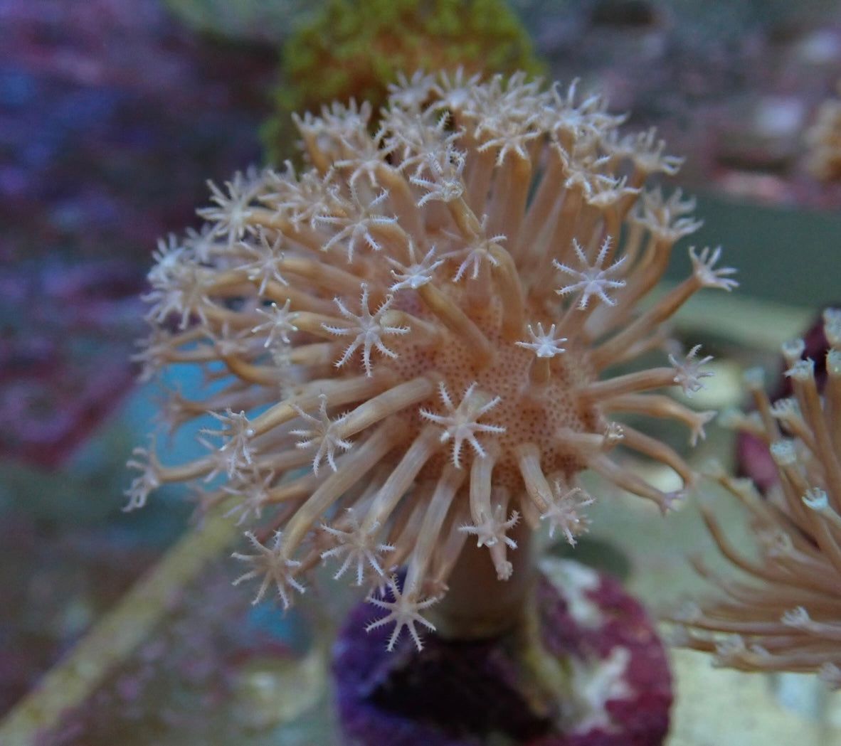 Soft Coral frag 12