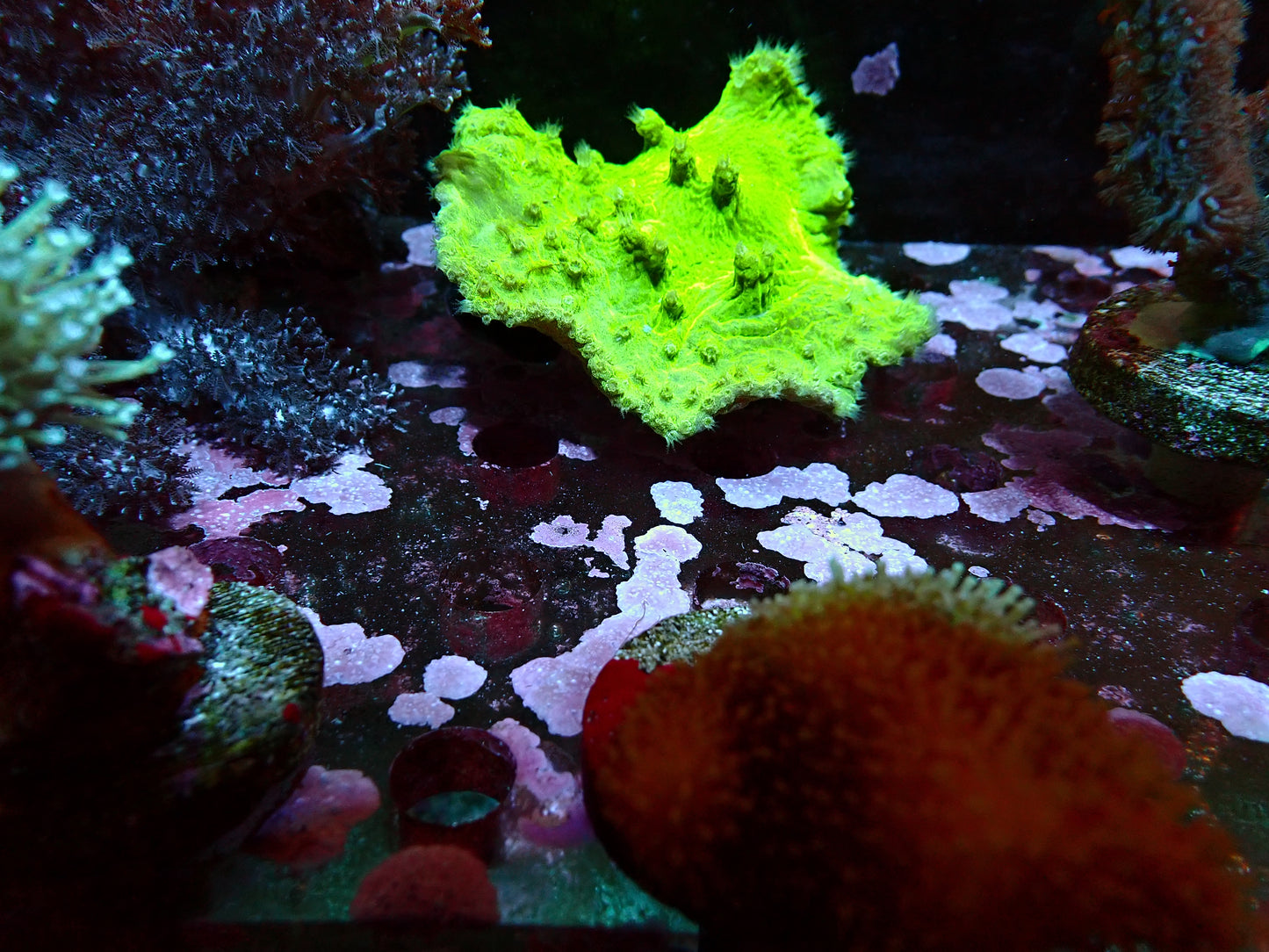 Soft Coral frag 1