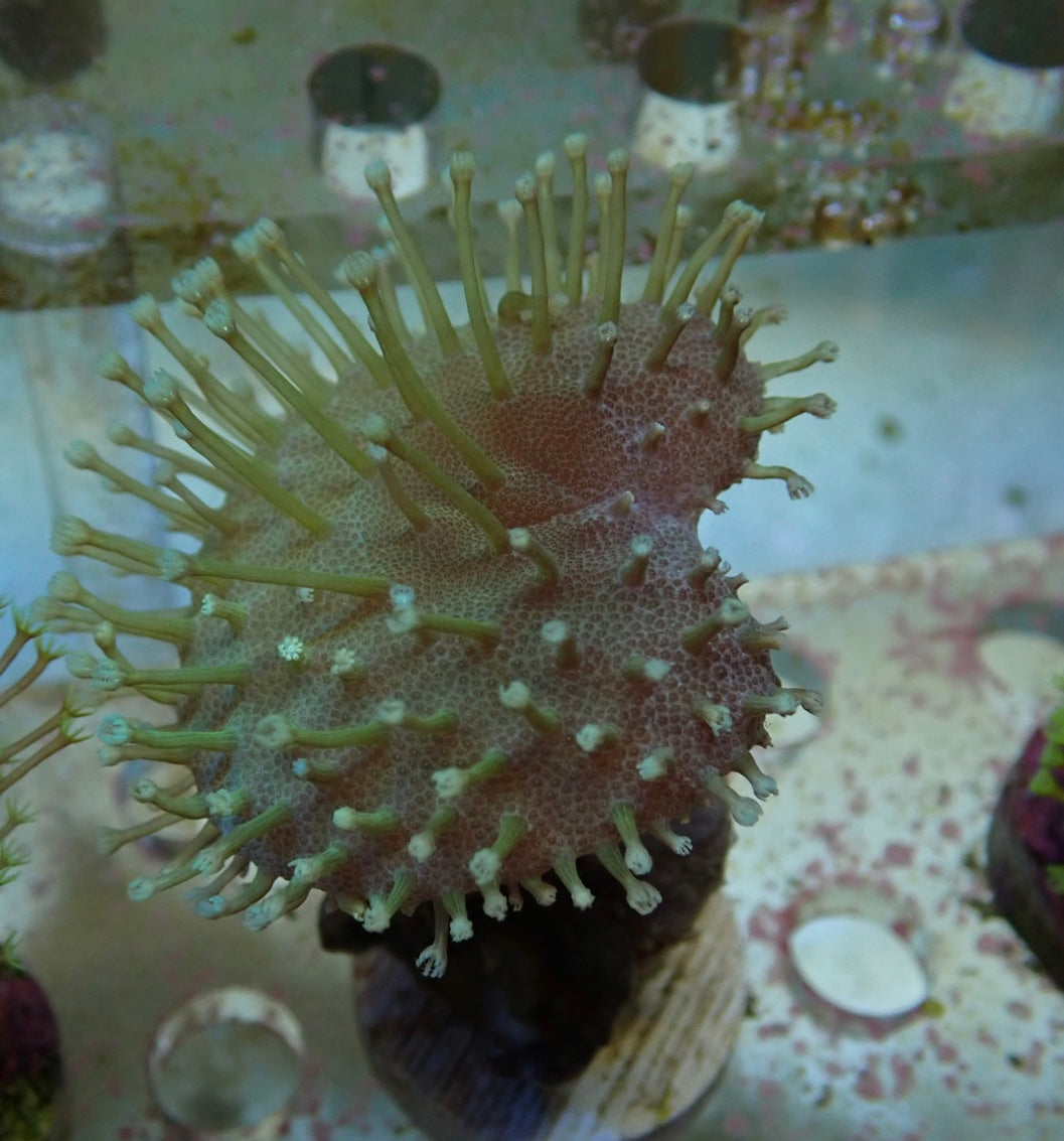 Soft Coral frag 10