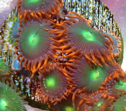 Assorted zoa frag 8