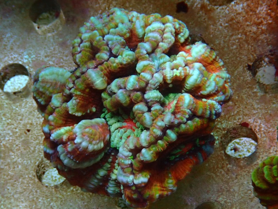 Ultra multicolour Wilsoni 3