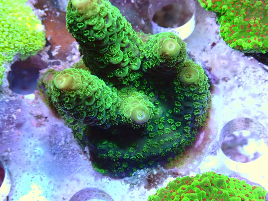 SPS frags 14