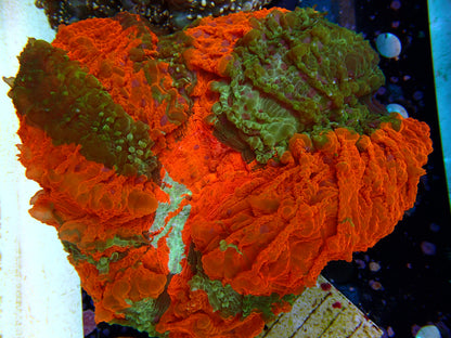 Ultra Acanthophyllia deshayesiana - cushion 1
