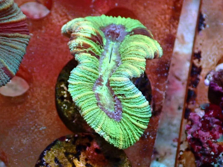 Trachyphyllia geoffrey 1