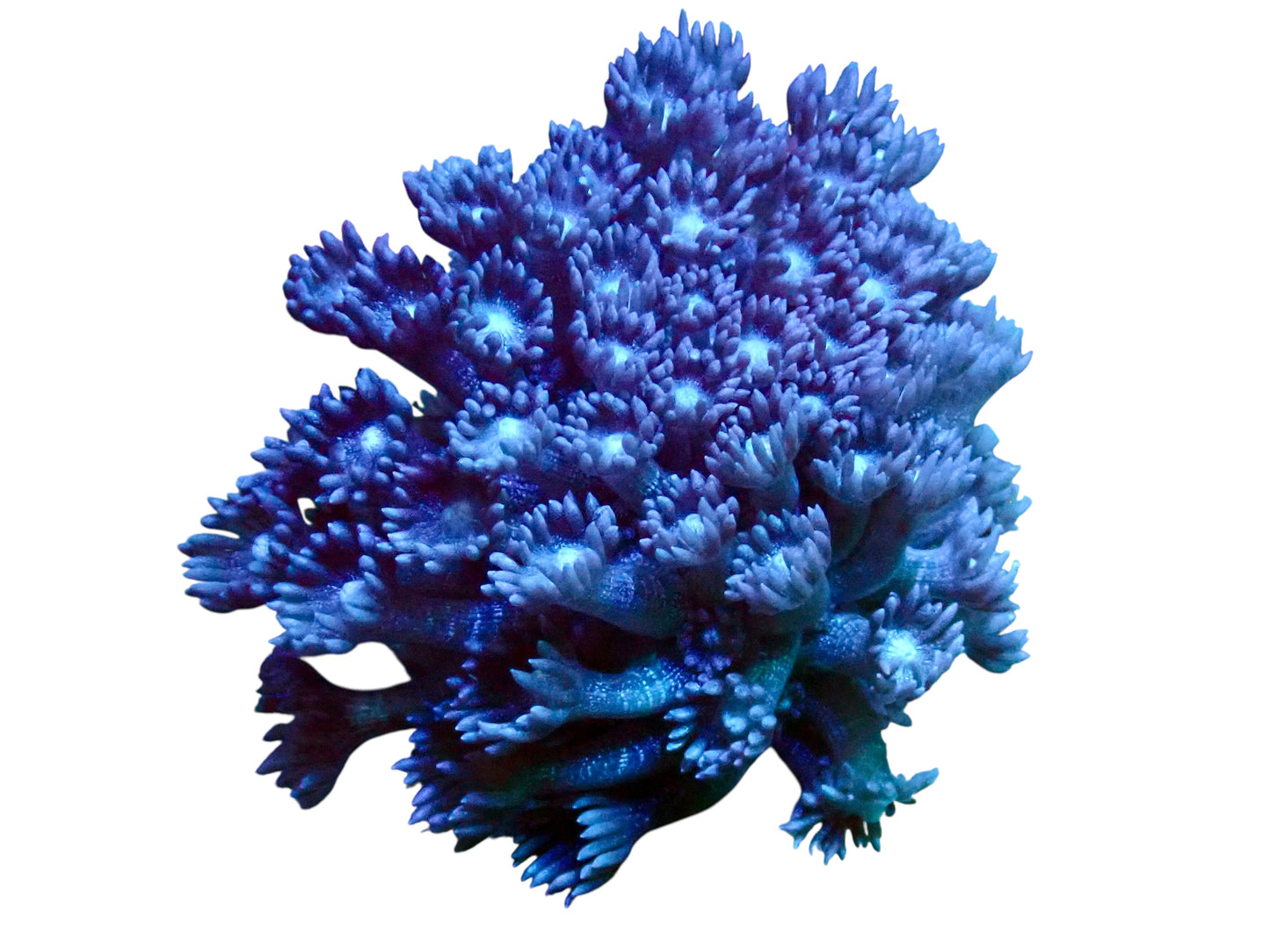 Blue glitter Goniopora frag