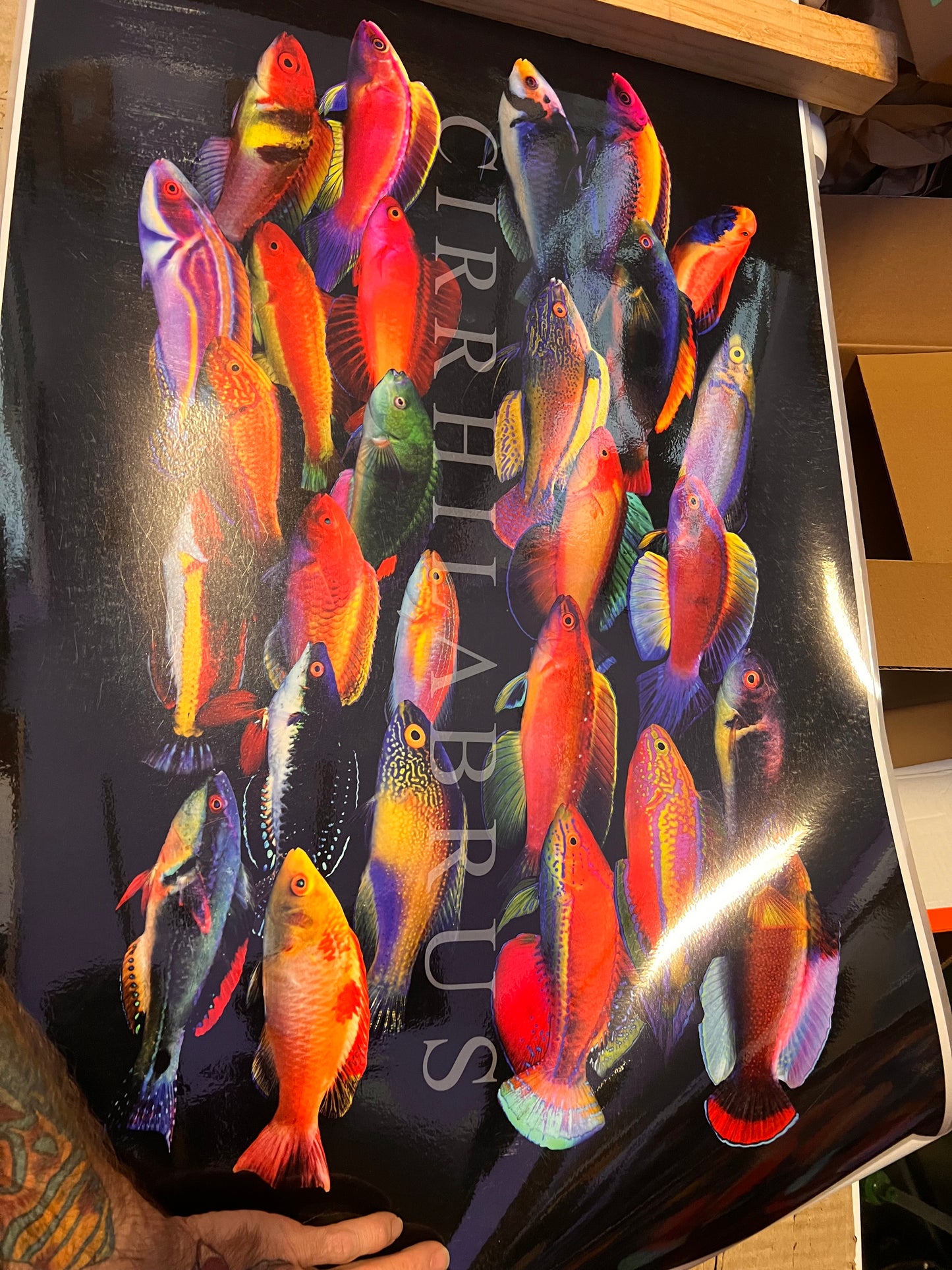 Reef Posters Laminated