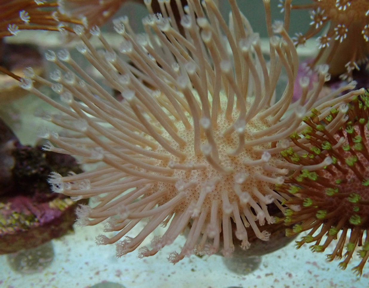 Soft Coral frag 17