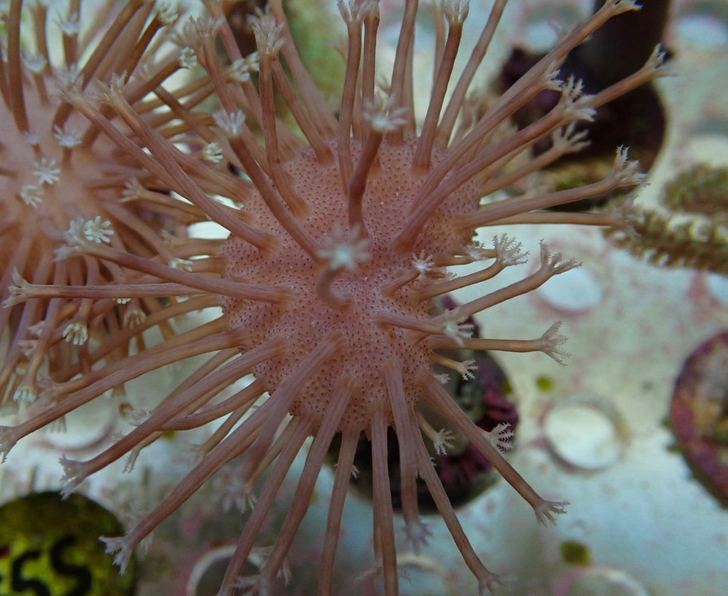 Soft Coral frag 25