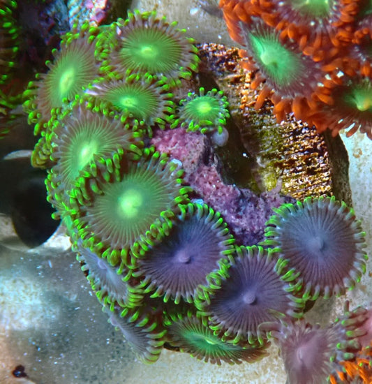 Assorted zoa frag 9