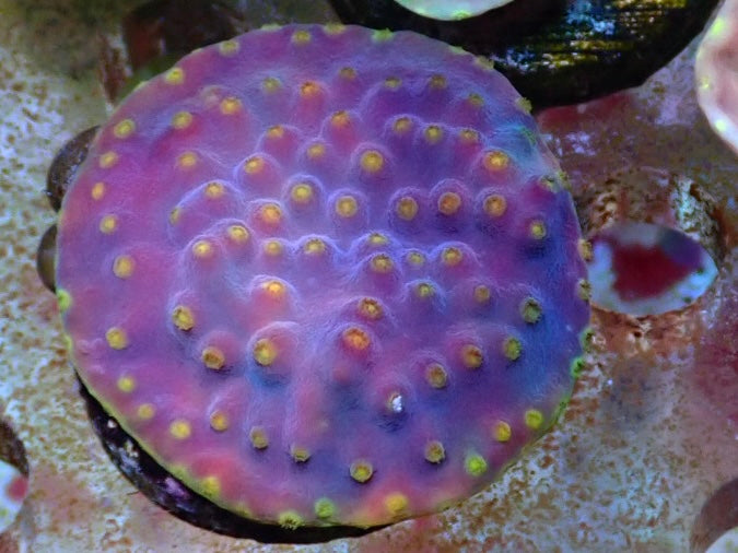 Purple Turbinaria frags