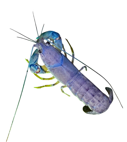FRESHWATER blue Crayfish