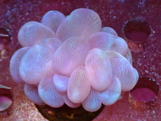 Plerogyra sinuosa Bubble Coral frag 2