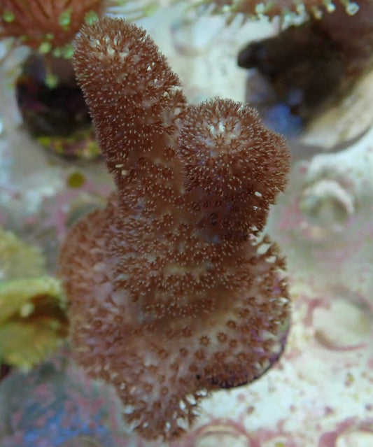 Soft Coral frag 3