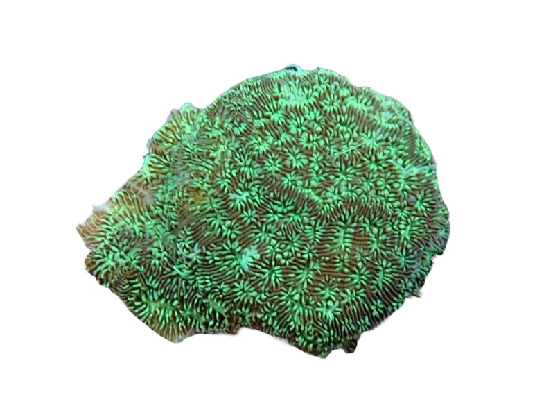 Green hairy Pavona frags