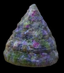 Trochus Snail