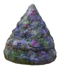 Trochus Snail