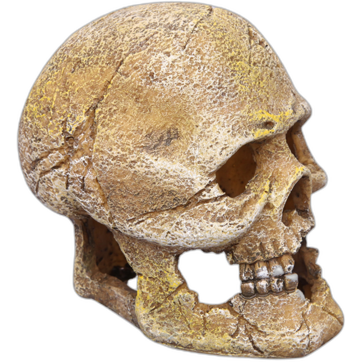 Aqua One Skull with Hole