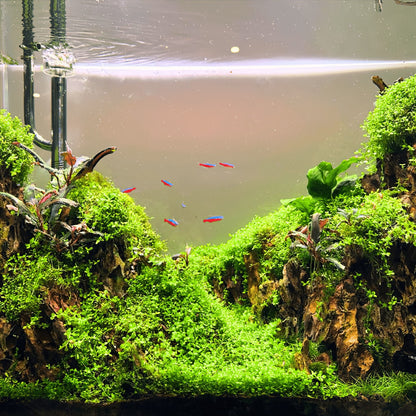 CO₂ Upgrade Kit – Complete Lighting, CO₂ & Flow Upgrade for Planted Tanks