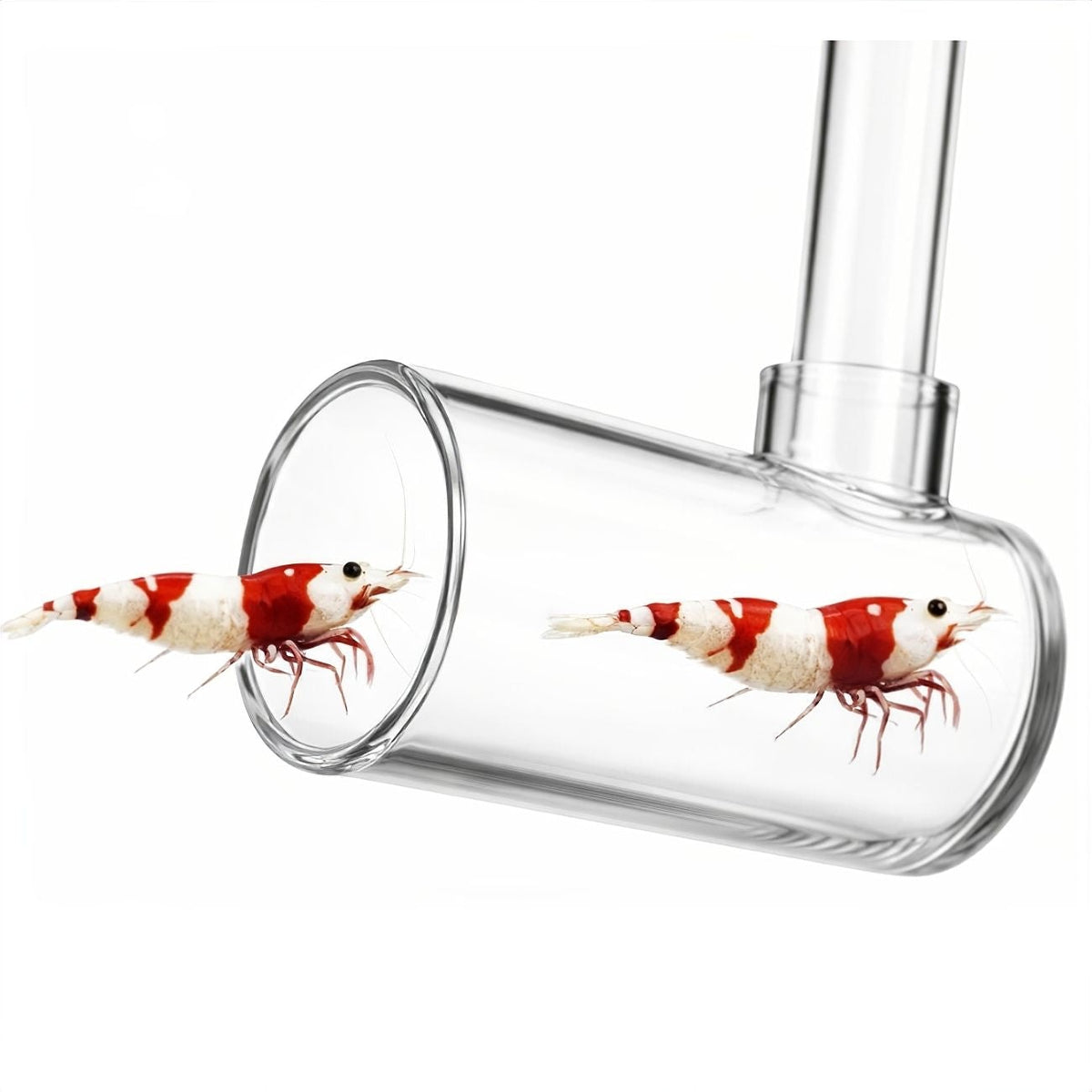 Fish and Shrimp Catcher - Extendable