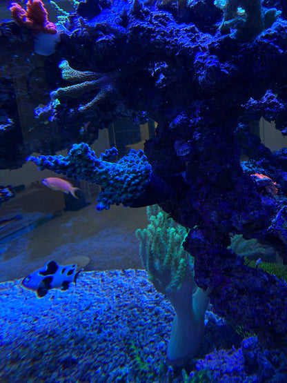 Reef Secrets 45 degree frag anchor installed in reef rockwork holding an SPS coral angled out from the side of the rock