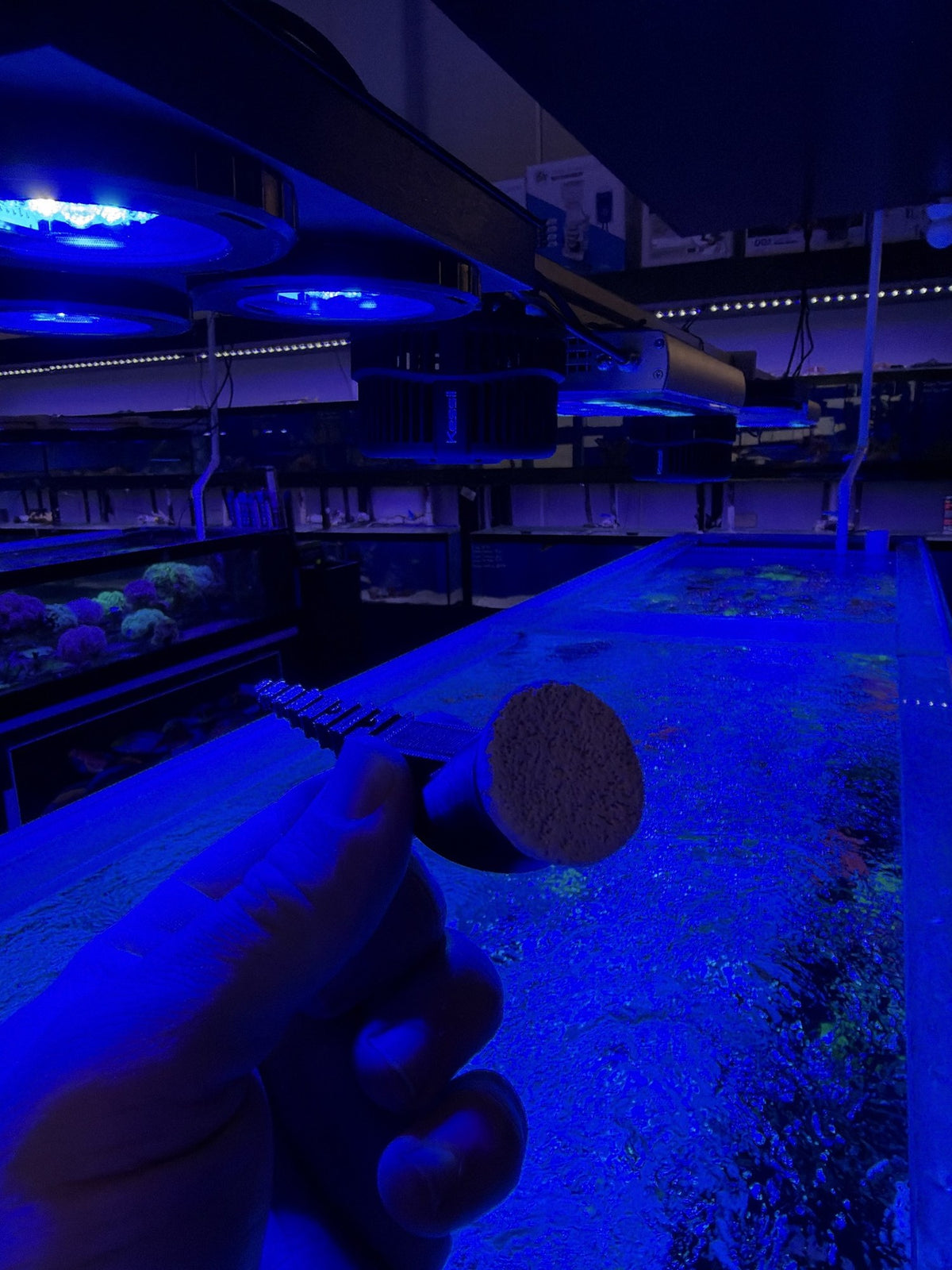 Frag plug face-on in the socket of the Reef Secrets 45 degree frag anchor, in the store