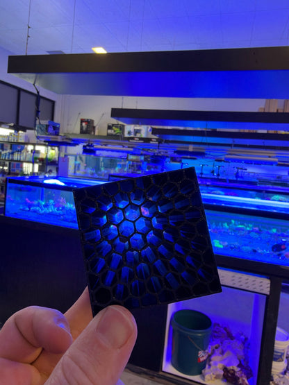 Mysid Shrimp Hotel held up in the Reef Secrets store under blue lights, showing the honeycomb face