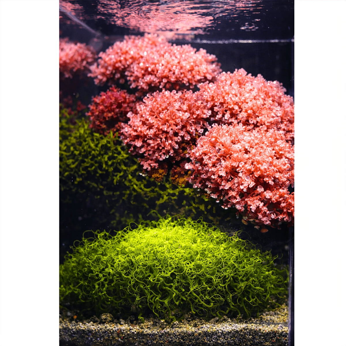 Tini Refugium LED