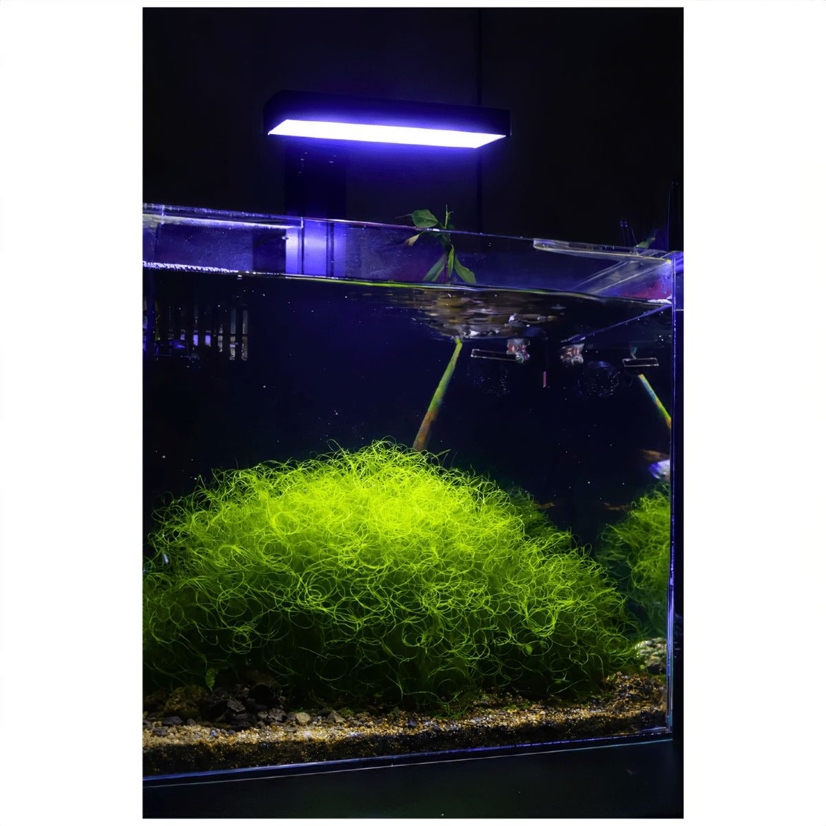 Tini Refugium LED