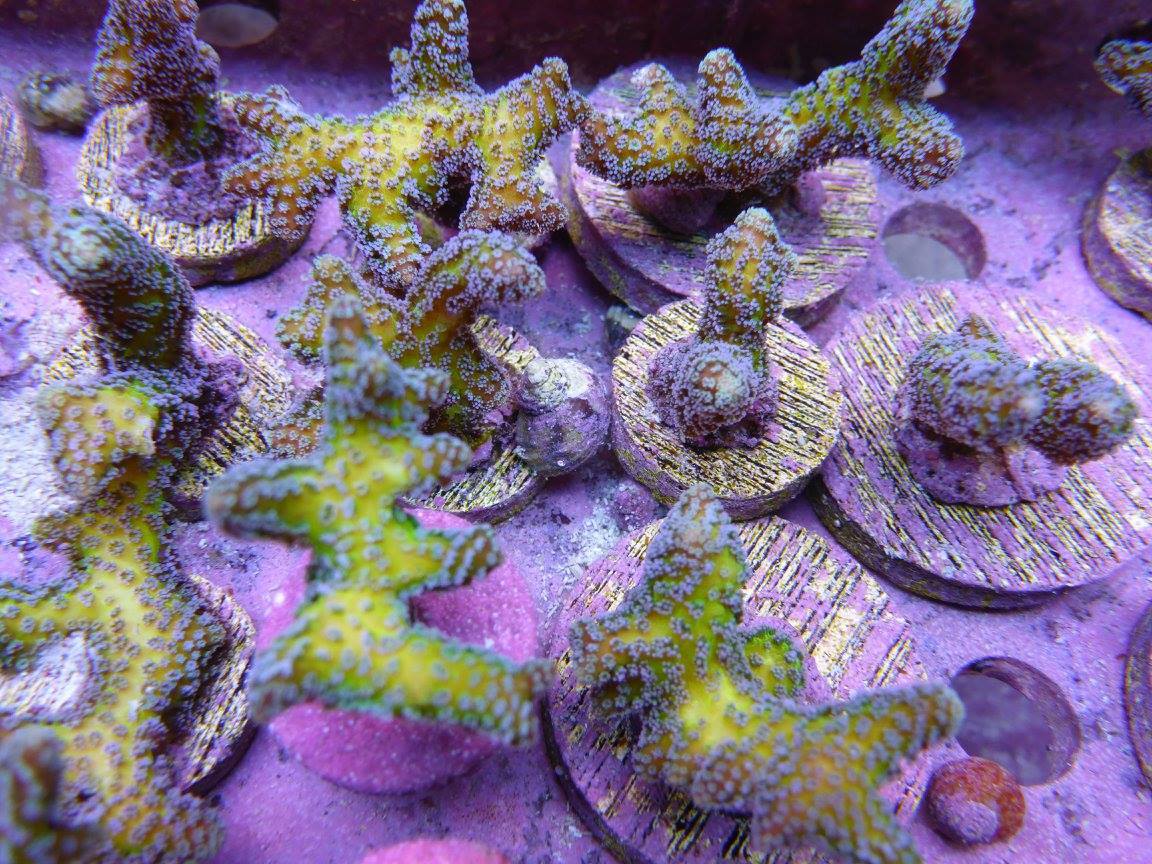 Reef Secrets Birds Of Paradise Frags