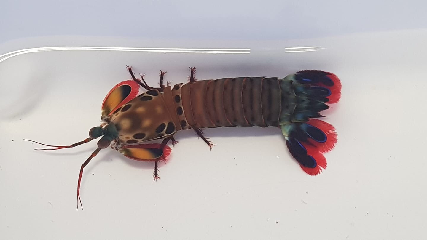 Peacock mantis large