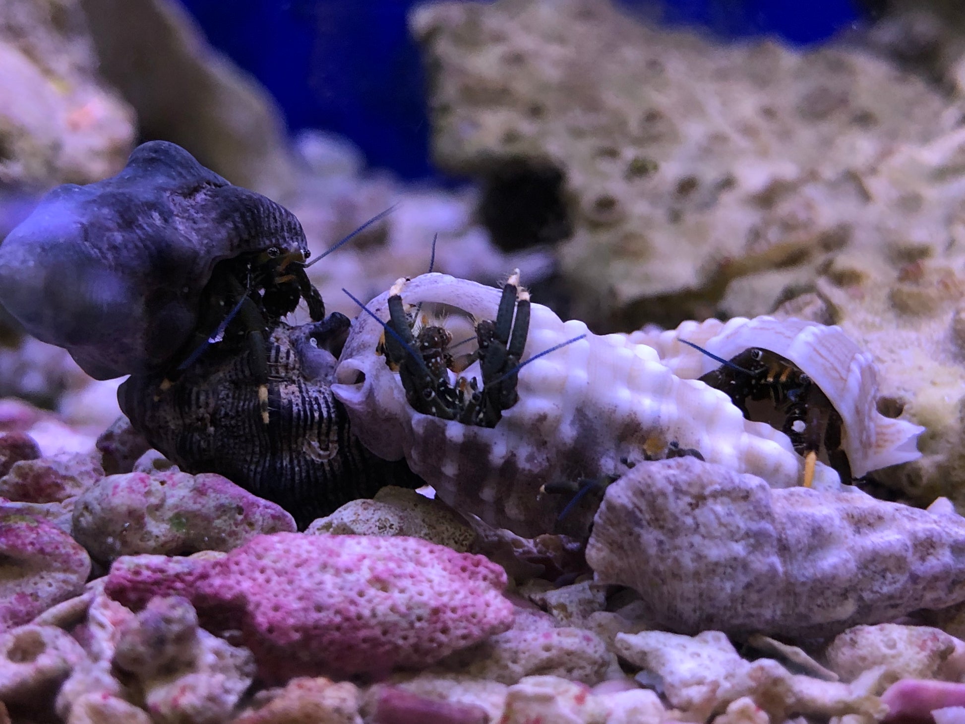 Small Hermit Crabs – Reef Secrets