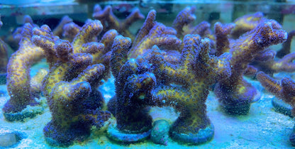 Reef Secrets Birds Of Paradise Frags