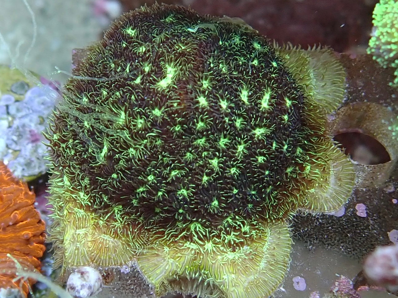 Green hairy Pavona frags