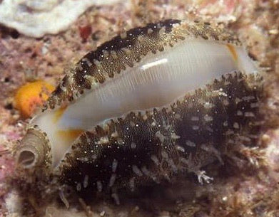 Money Cowrie snail