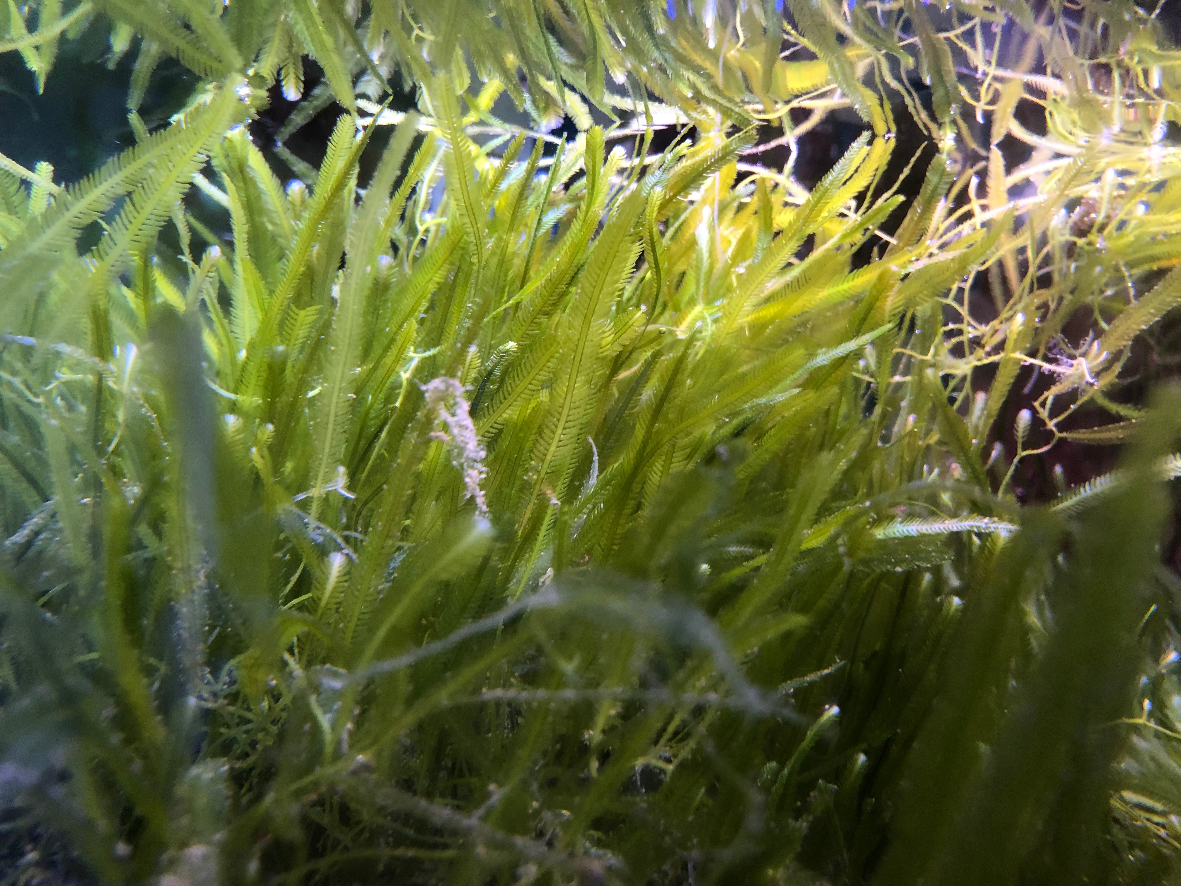 Caulerpa Algae – Reef Secrets