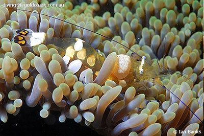 Anemone Shrimp